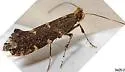 Callisto denticulella - Hodges#0664 - photo 5