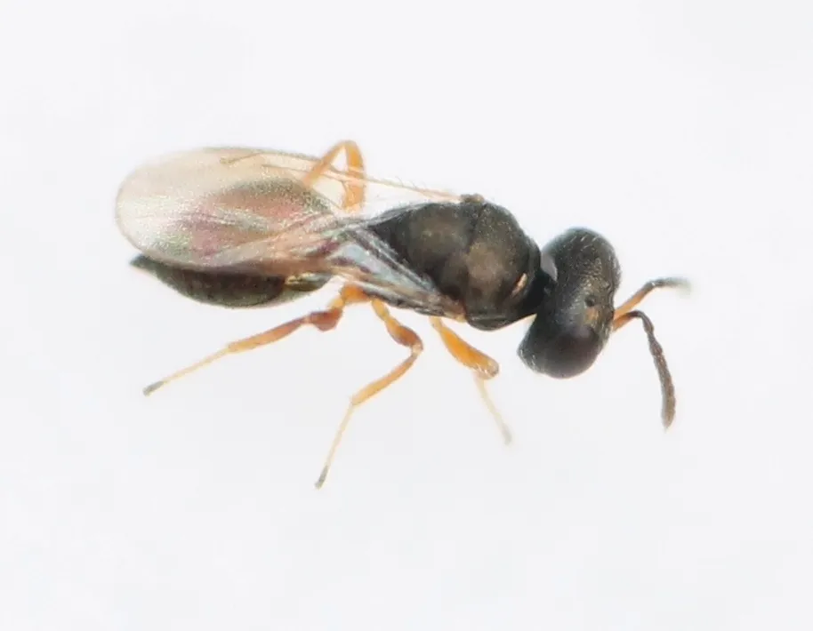 Callitula bicolor - photo 2