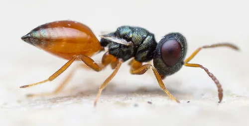 Callitula pyrrhogaster