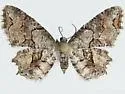 Callizzia certiorata - Hodges#7651