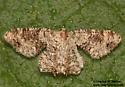 Callizzia certiorata - Hodges#7651 - photo 4