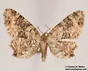 Callizzia certiorata - Hodges#7651 - photo 5