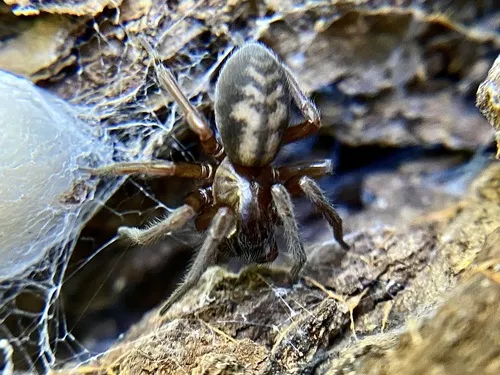 Callobius arizonicus