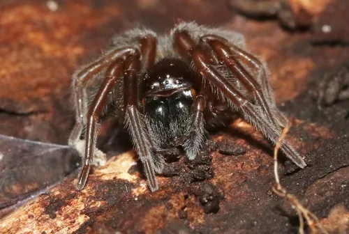 Callobius arizonicus - photo 2