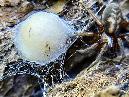 Callobius arizonicus - photo 3