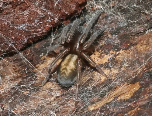 Callobius arizonicus - photo 4