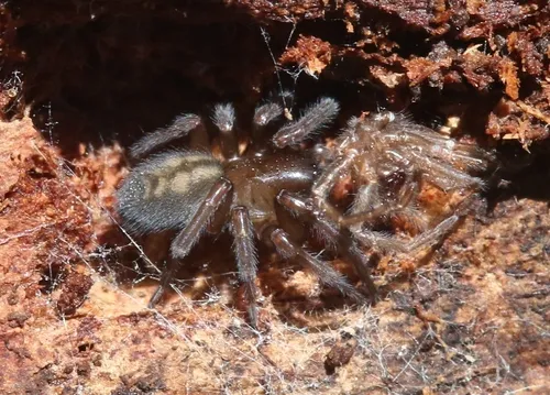 Callobius arizonicus - photo 5
