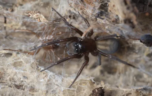 Callobius arizonicus - photo 6