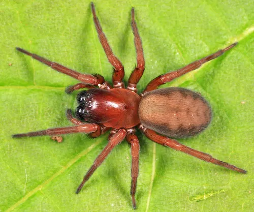 Bennett's Laceweaver