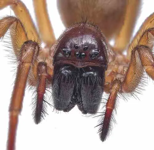 Bennett's Laceweaver - photo 6