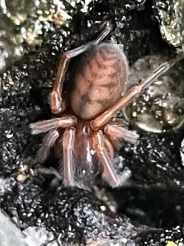 Callobius gertschi