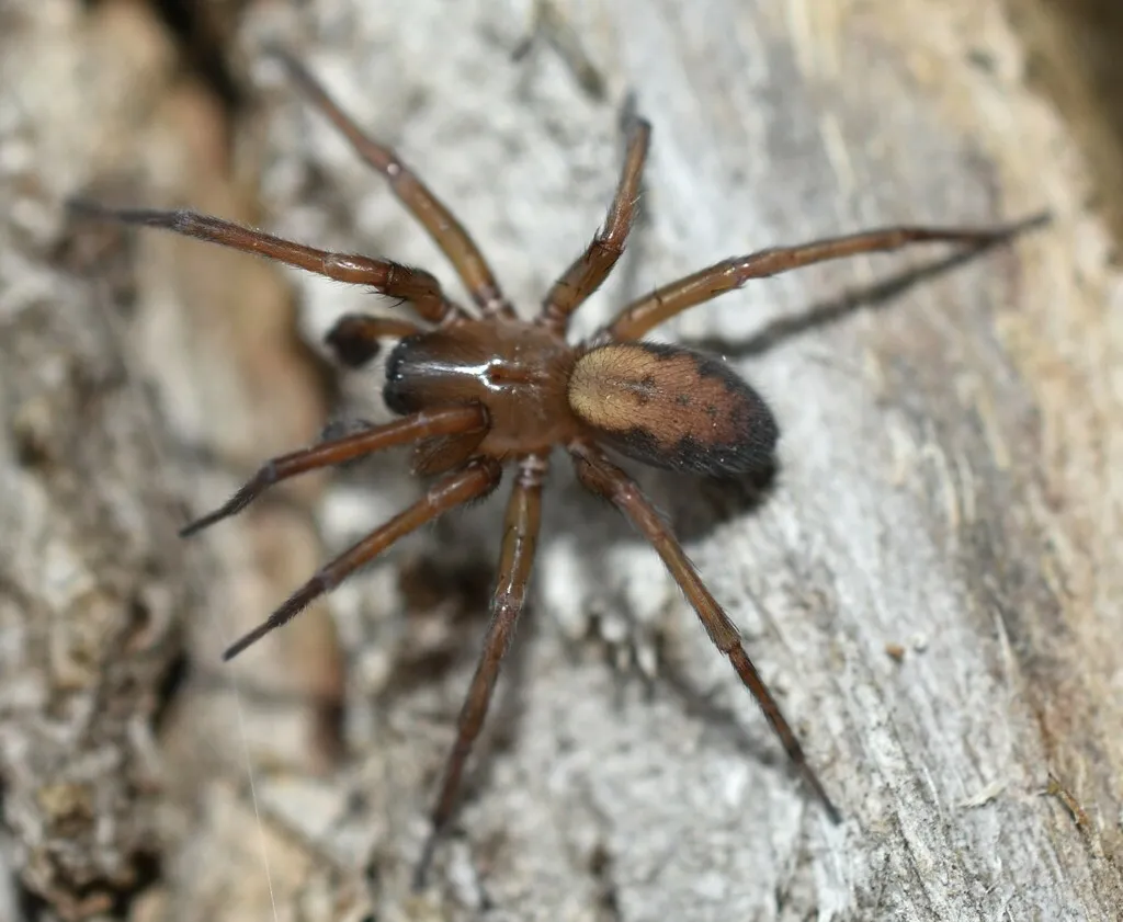 Callobius gertschi - photo 2