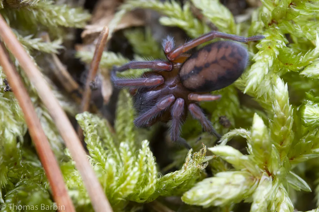 Callobius nomeus - photo 2