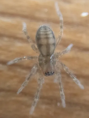 Callobius pictus - photo 2