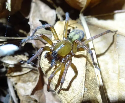 Callobius pictus - photo 3