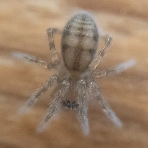 Callobius pictus - photo 4