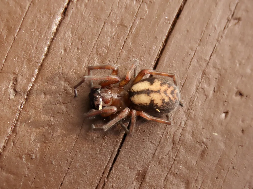 Callobius pictus - photo 5