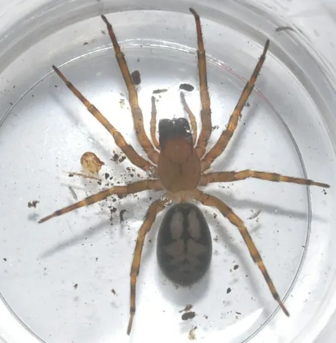Callobius pictus - photo 6