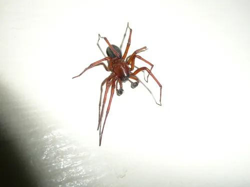 West Coast Laceweaver - photo 3