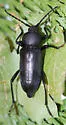 Calloides lorquinii - photo 3
