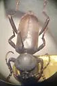 Calloides lorquinii - photo 4