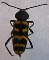 Calloides nobilis - Calloides nobilis