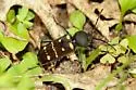 Calloides nobilis - photo 2