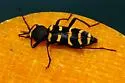 Calloides nobilis - photo 3