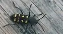 Calloides nobilis - photo 4