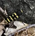 Calloides nobilis - photo 5