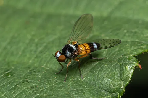Callomyia amoena