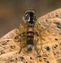 Callomyia corvina