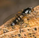 Callomyia corvina - photo 2