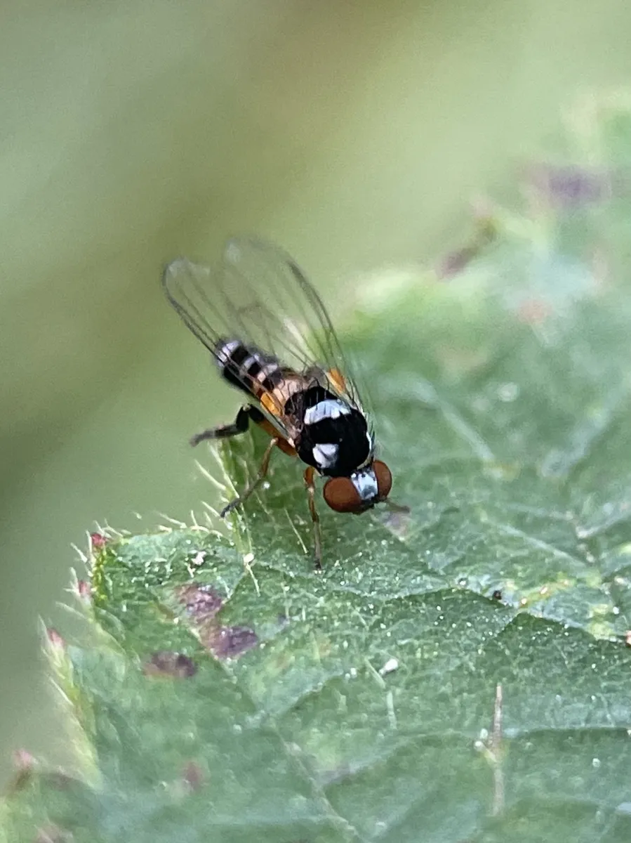 Callomyia speciosa