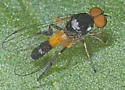 Callomyia venusta