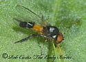 Callomyia venusta - photo 2