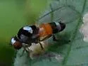 Callomyia venusta - photo 3