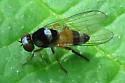 Callomyia venusta - photo 4