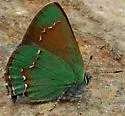 Western Green Hairstreak - Hodges#4305