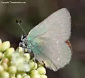 Western Green Hairstreak - Hodges#4305 - photo 2