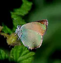 Western Green Hairstreak - Hodges#4305 - photo 3