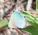 Western Green Hairstreak - Hodges#4305 - photo 4