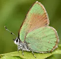 Western Green Hairstreak - Hodges#4305 - photo 5