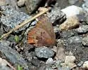 Brown Elfin - Hodges#4322