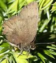 Brown Elfin - Hodges#4322 - photo 2