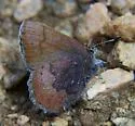 Brown Elfin - Hodges#4322 - photo 3