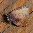 Brown Elfin - Hodges#4322 - photo 4