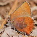 Brown Elfin - Hodges#4322 - photo 5