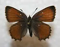 Western Pine Elfin - Hodges#4329