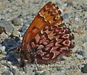 Western Pine Elfin - Hodges#4329 - photo 3